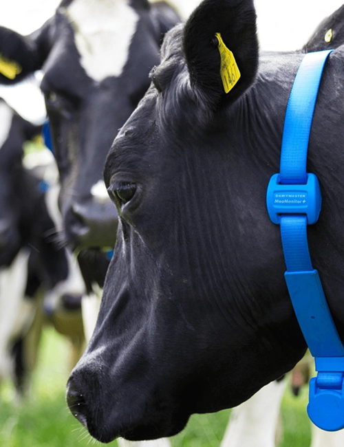 Happy dairy cow with MooMonitor+ tag