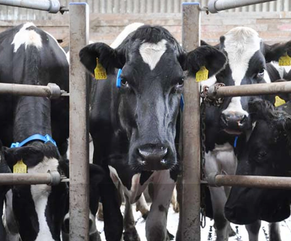 Cows behind a gate